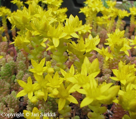 Sedum acre var. krajinae, keltamaksaruoho